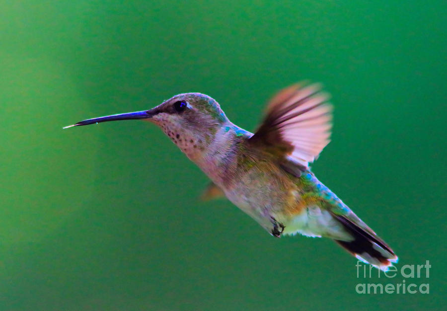 Colorful Hummingbird Photograph