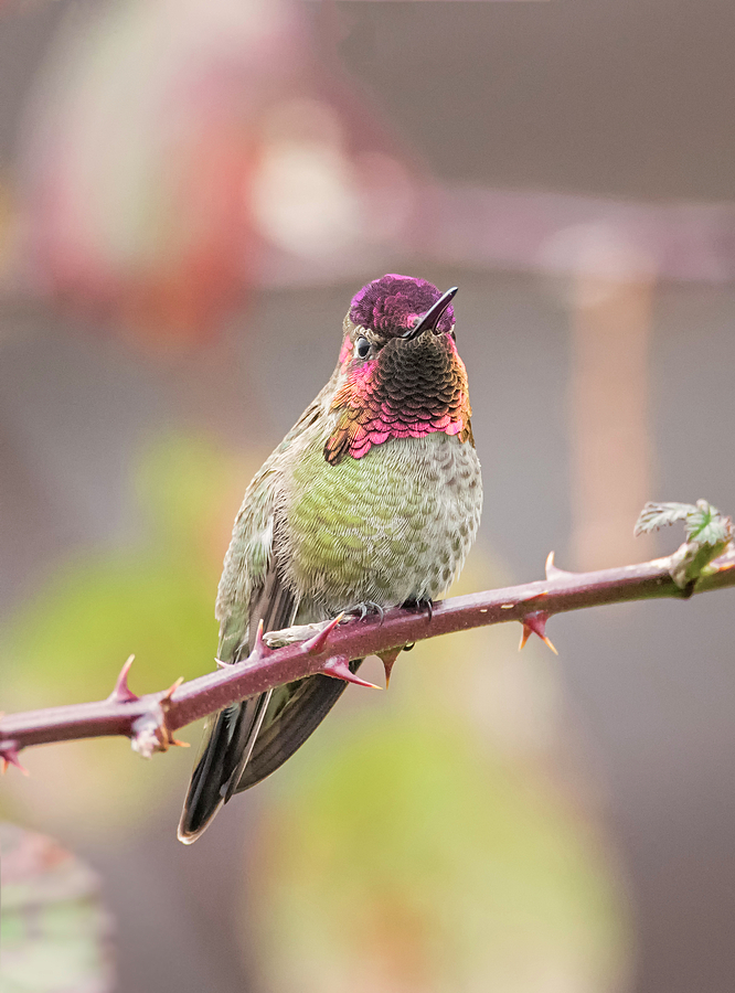 Colorful Hummingbird Photography