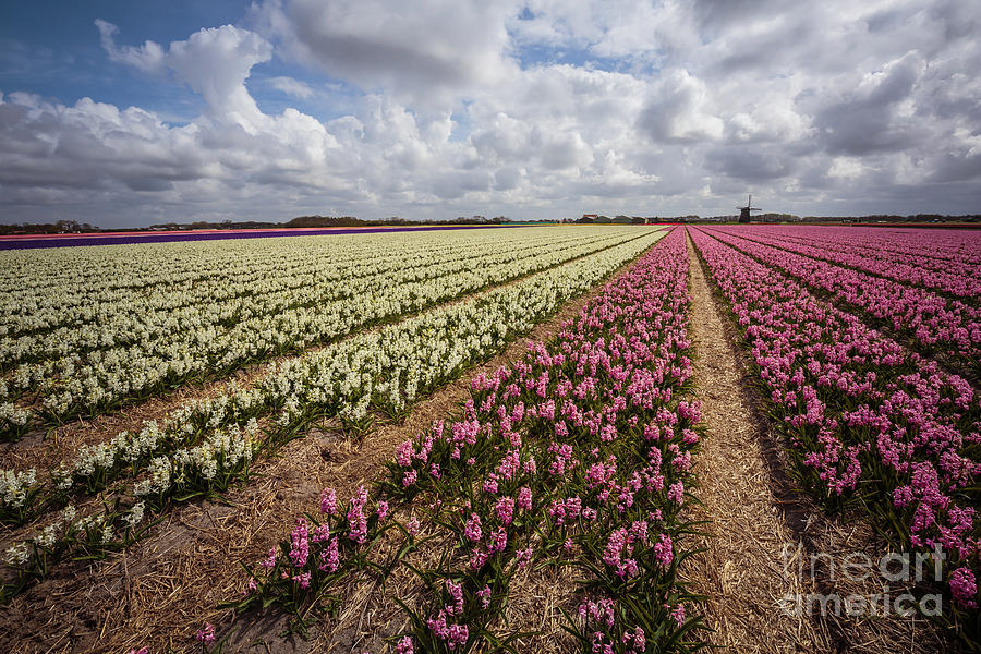 Colorful Hyacinth Field Photograph by Eva Lechner