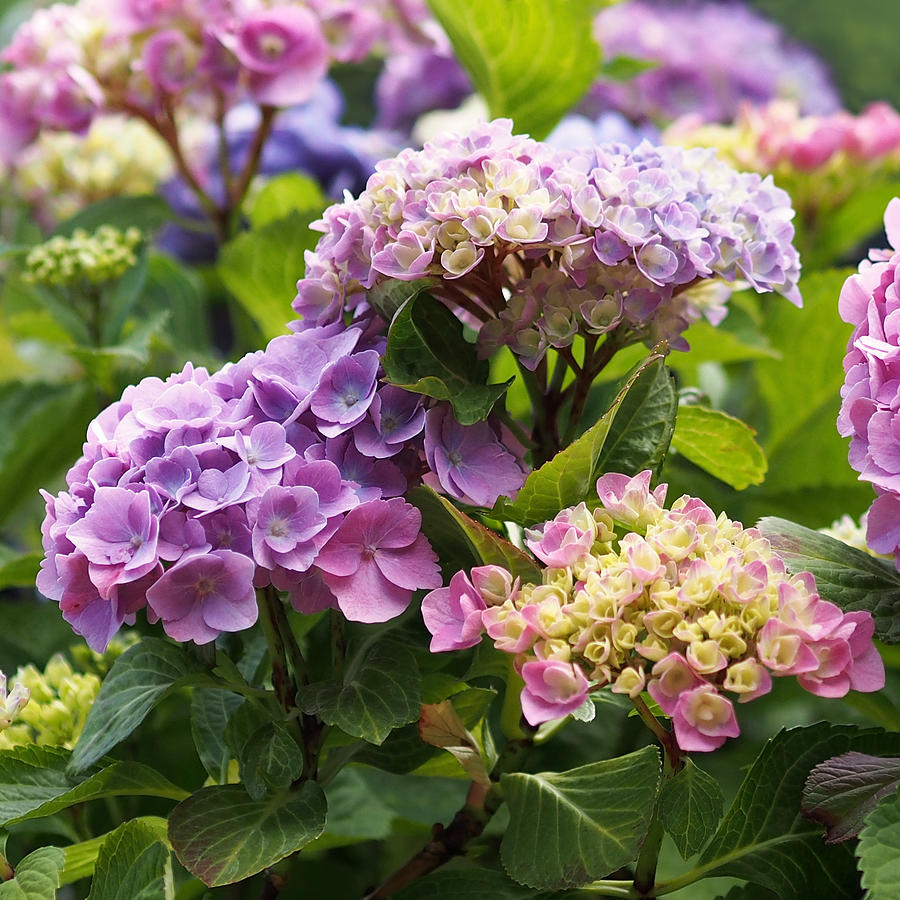 Flower Photograph - Colorful Hydrangea Blossoms by Rona Black