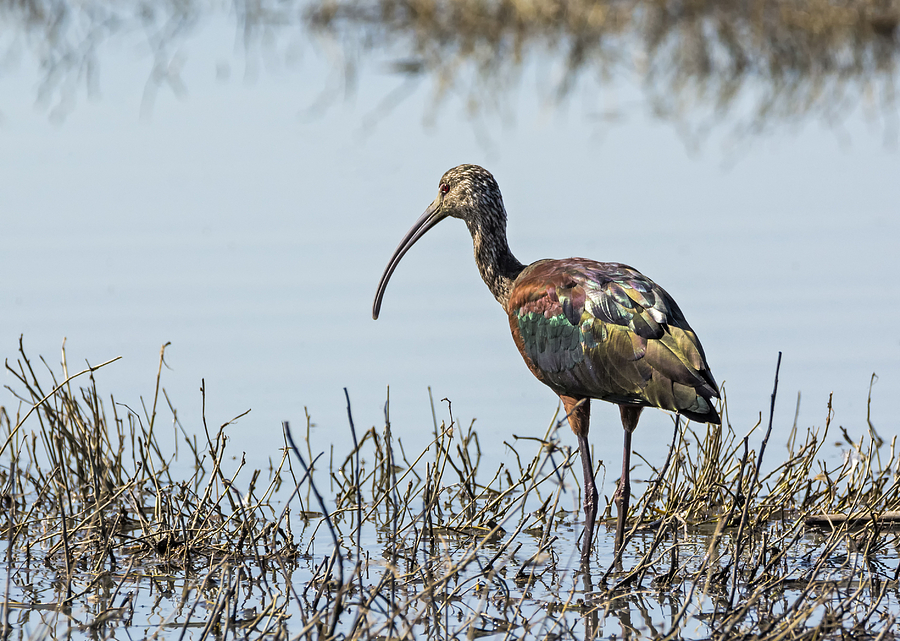 Colorful Ibis Photograph by Loree Johnson