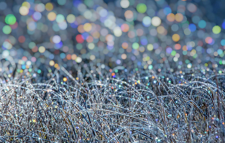 Colorful Icy Dew Drops Photograph by Marc Crumpler