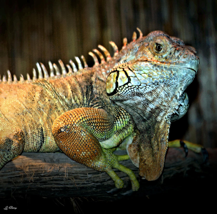 Colorful Iguana Photograph by Gayle Berry - Pixels