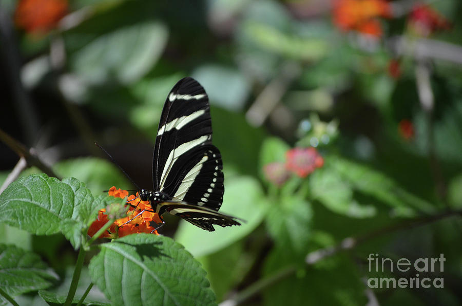 Colorful Image of a Zebra Butterfly in the Spring Photograph by DejaVu Designs