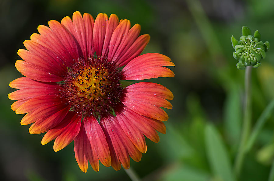 Colorful Indian Blanket Photograph by Kenneth Albin
