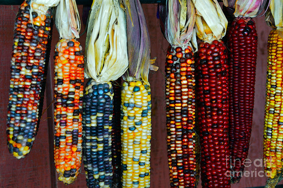 Colorful Indian Corn Photograph by Catherine Sherman