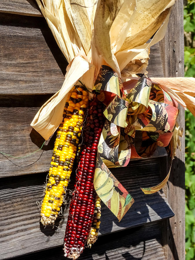 Colorful Indian Corn Decorations Photograph by Cynthia Woods