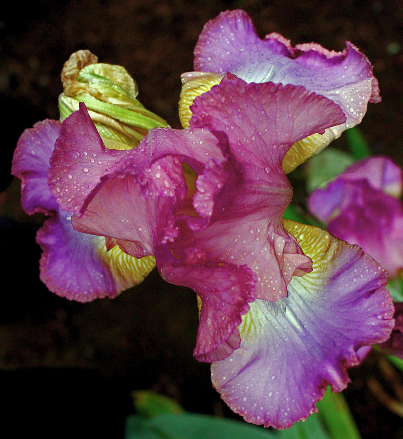 Iris Photograph - Colorful Iris  by Kami McKeon