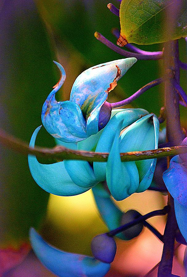 Colorful Jade Blossom Photograph by Lori Seaman