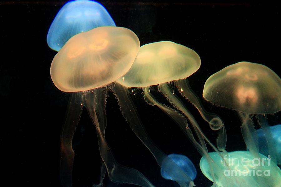 Colorful Jellyfish Photograph by Robert Wilder Jr