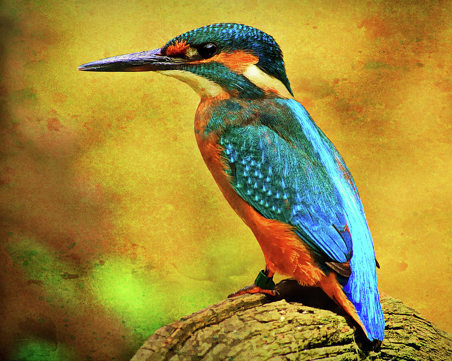 Colorful Kingfisher Photograph by Roy Pedersen