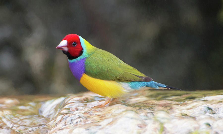 Colorful Lady Gulian Finch Photograph by Penny Lisowski