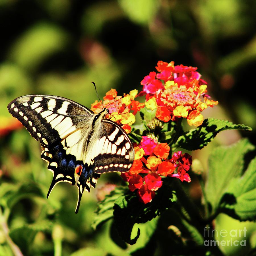 Butterfly Photograph - Colorful Landing by Raquel Daniell