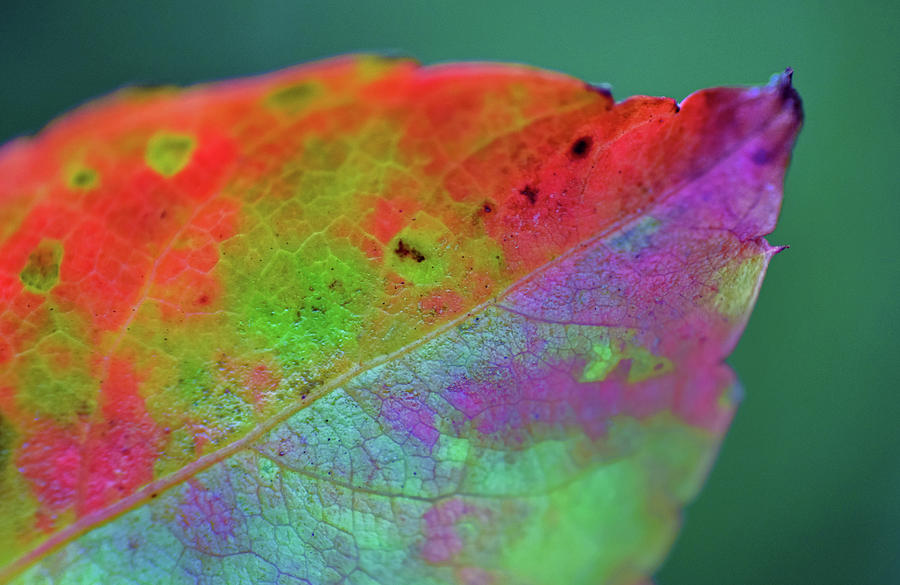 Colorful Leaf Photograph by Larah McElroy