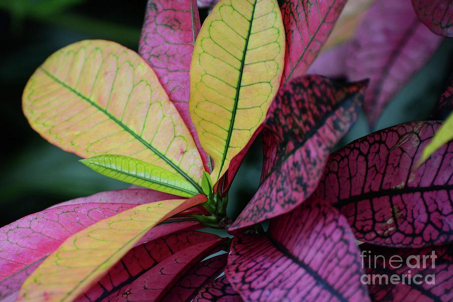Colorful Leafs Photograph by Cindy Manero