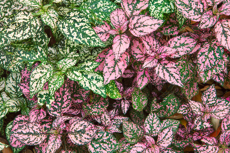 Colorful Leafy Ground Cover Photograph