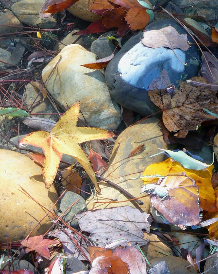 Colorful Leaves and Rocks in Creek Photograph by Carol Groenen