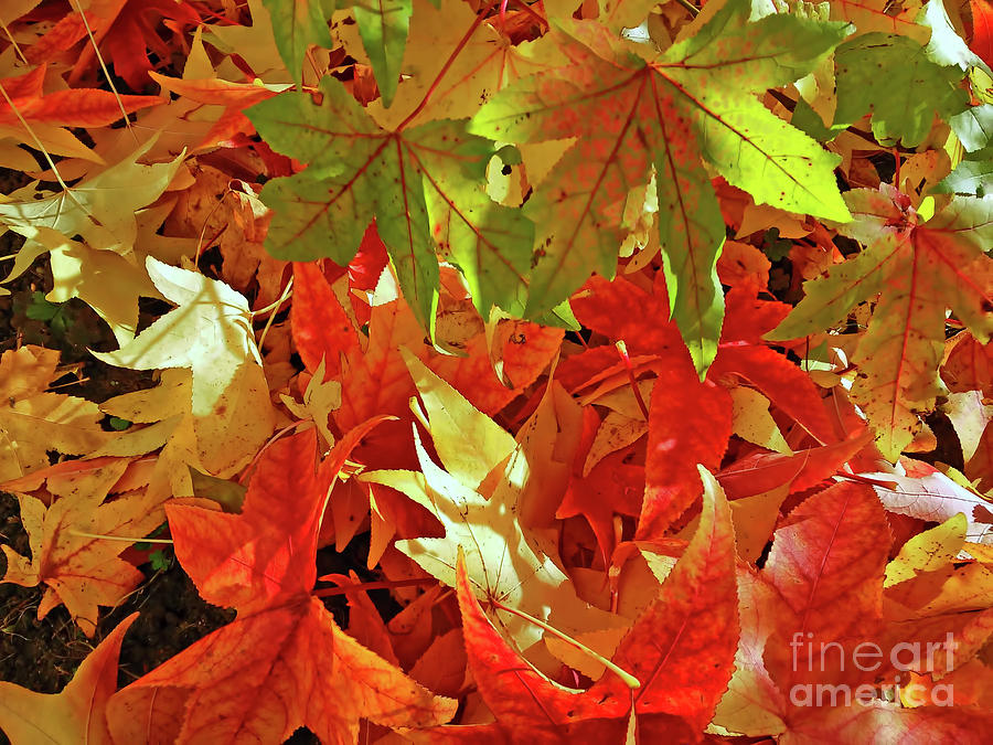 Colorful Leaves Photograph by Jasna Dragun