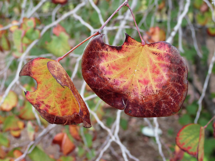 Colorful Leaves Photograph by Laurel Powell