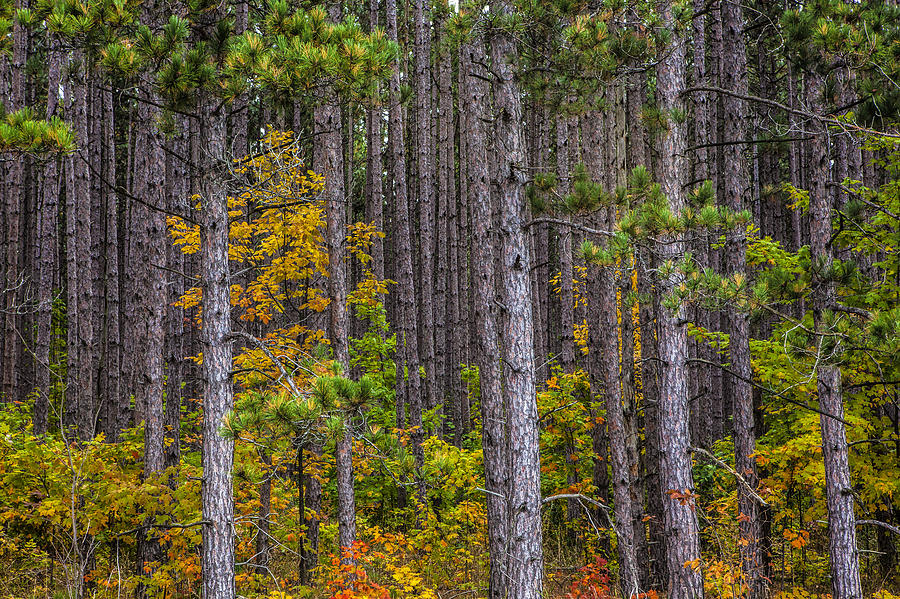 Colorful Leaves of Small Trees among a Grove of Pines Photograph by Randall Nyhof