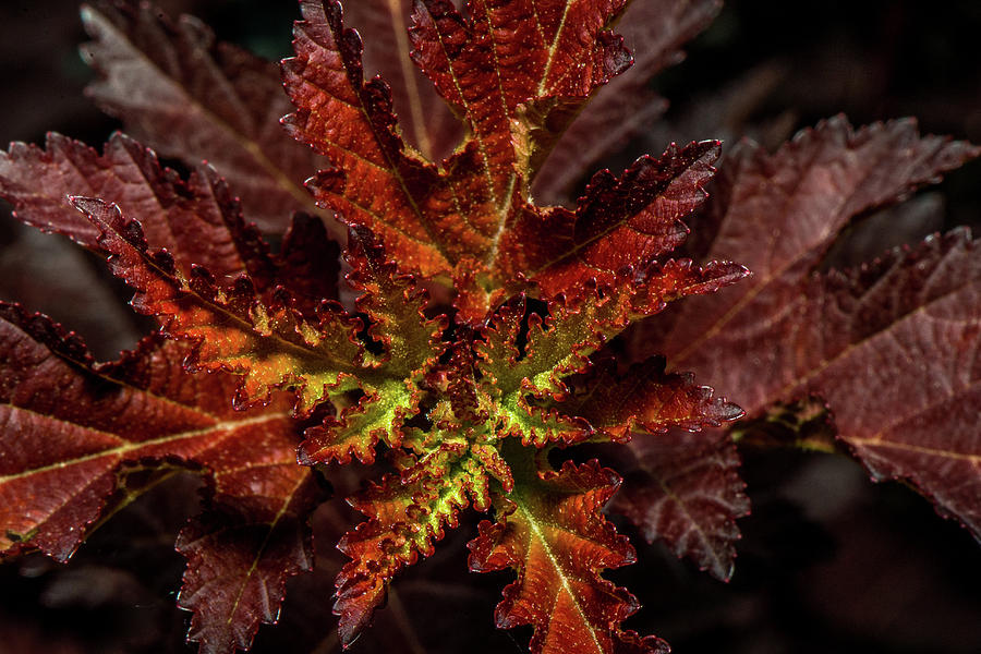 Colorful leaves Photograph by Paul Freidlund