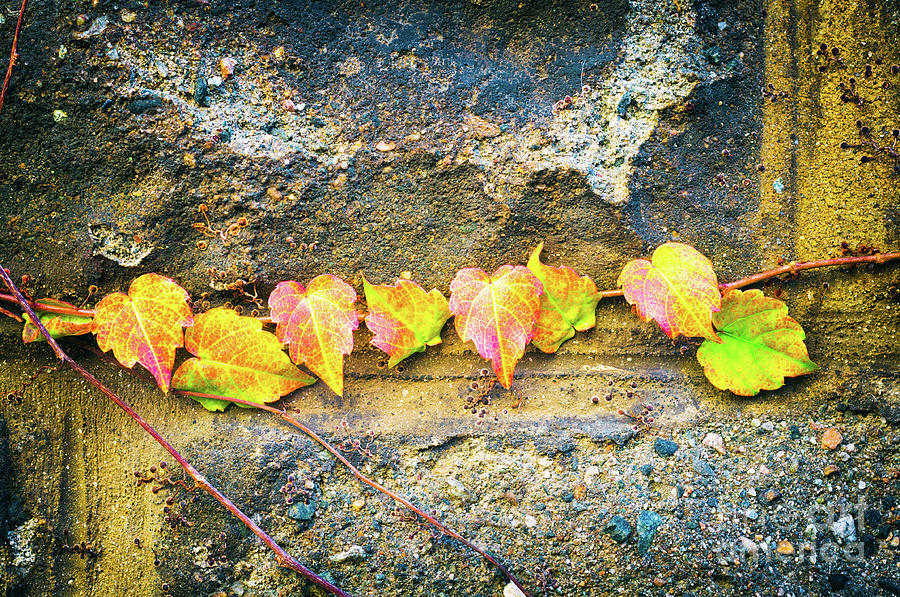 Colorful leaves Photograph by Silvia Ganora