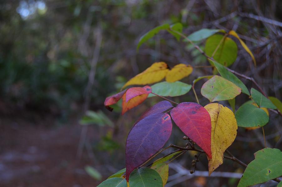 Colorful Leaves Photograph by Warren Thompson