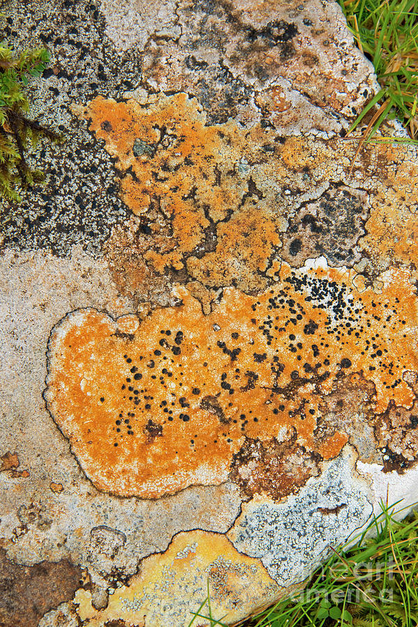 Colorful Lichen Photograph by Bob Phillips