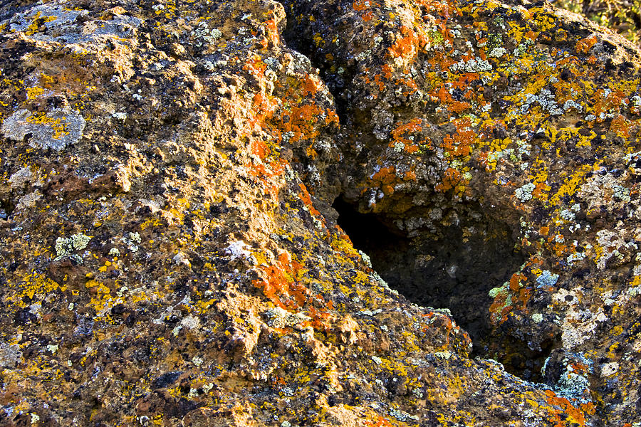 Lichen Photograph - Colorful lichens by Albert Seger