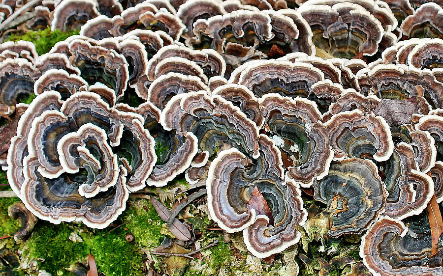 Colorful Lichens Photograph By Marvin Averett - Pixels