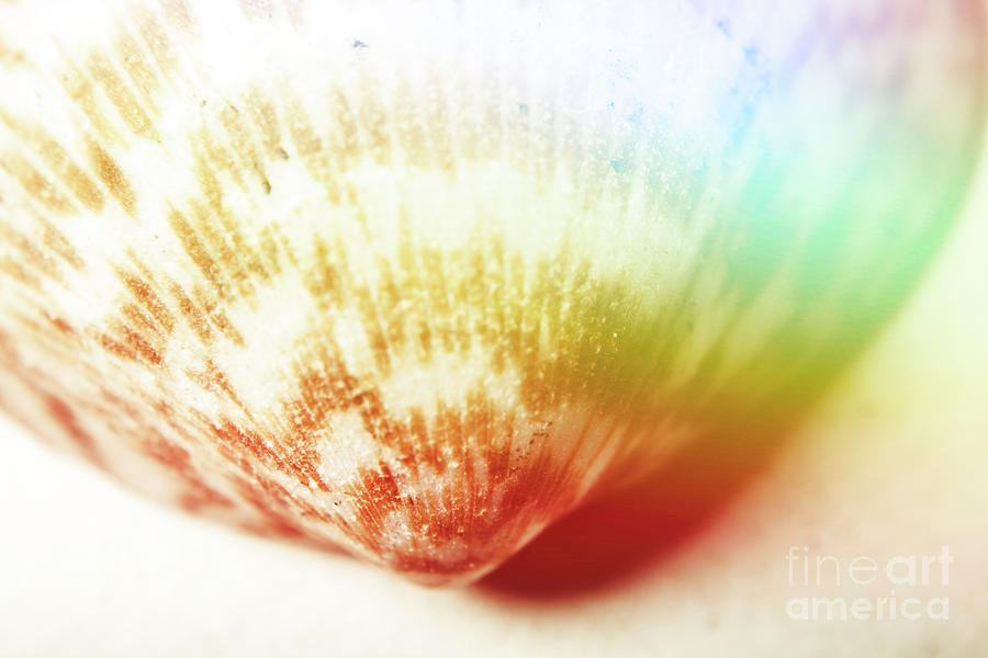 Colorful light flare over seashell Photograph by Jorgo Photography