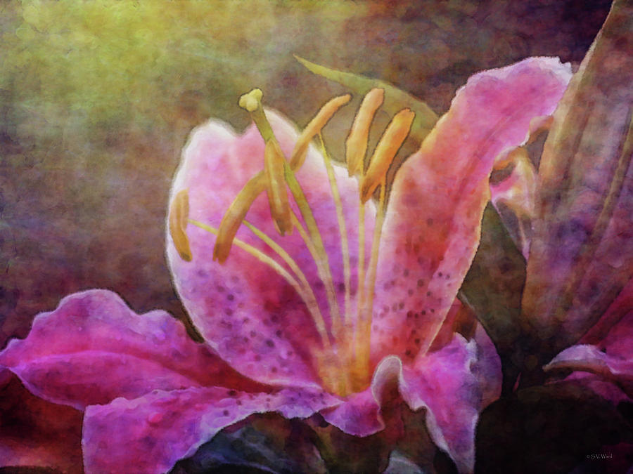 Colorful Lily 2563 IDP_2 Photograph by Steven Ward