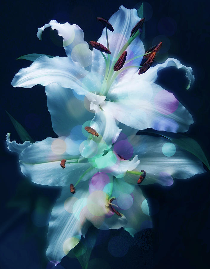 Colorful Lily Art Work Photograph by Johanna Hurmerinta