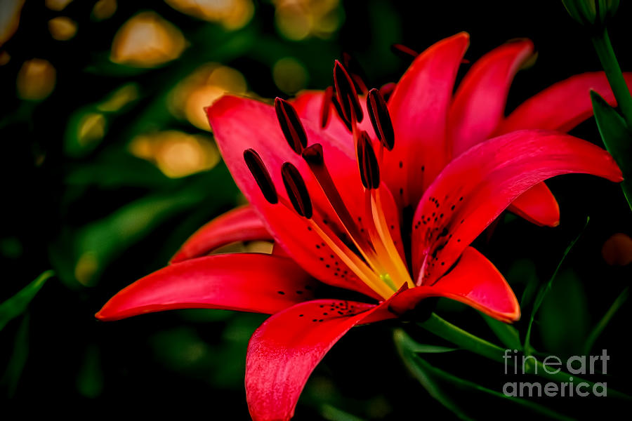 Colorful Lily Photograph by Dave Bosse