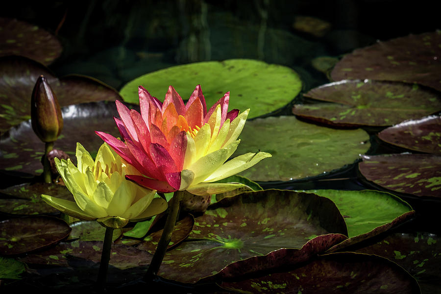 Colorful Lily Photograph by Paul Freidlund