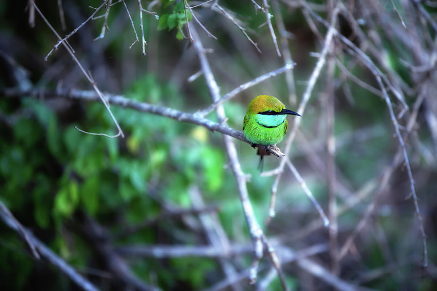 Colorful Little Green Bird Named Bee-eater Is Sitting On A Dry Twig  Photograph by Gina Koch