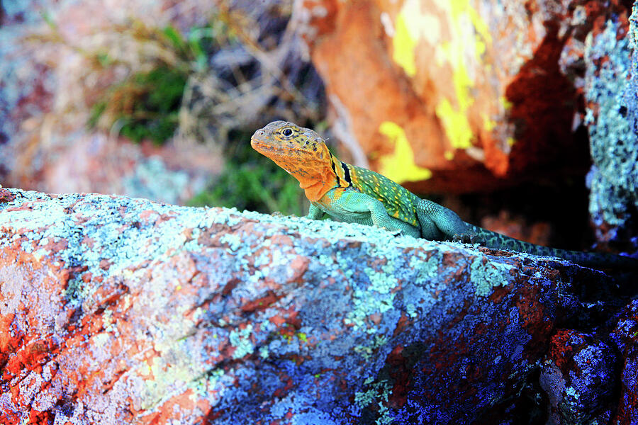 Colorful Lizard aka Mister Art Photograph by Toni Hopper
