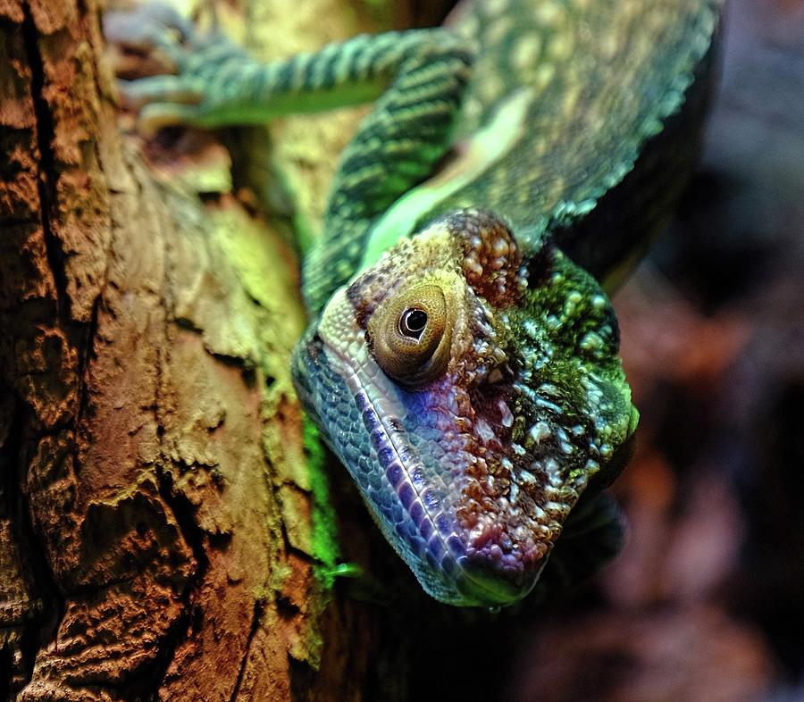 Colorful lizard Photograph by Ronda Ryan