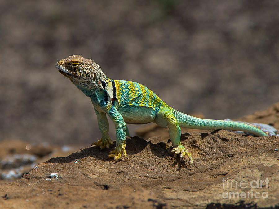 Colorful Lizard Photograph by Stephen Whalen