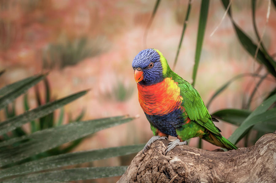 Colorful Lory Bird Photograph