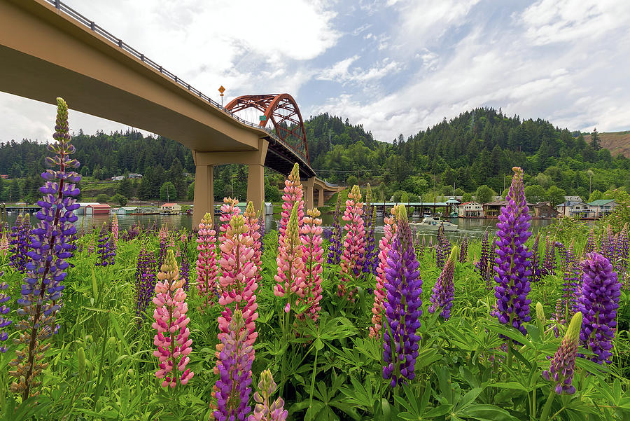 Colorful Lupine Flowers Blooming in Summer Photograph by David Gn