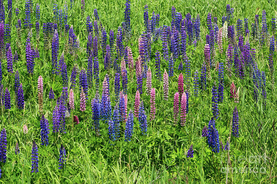 Colorful Lupines Photograph by Les Palenik
