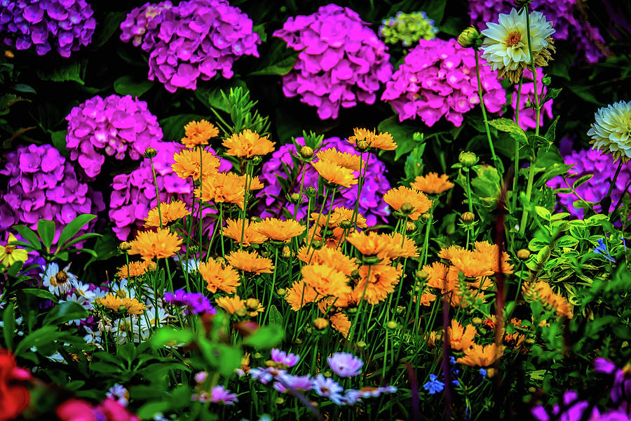 Colorful Lush Garden Photograph by Garry Gay