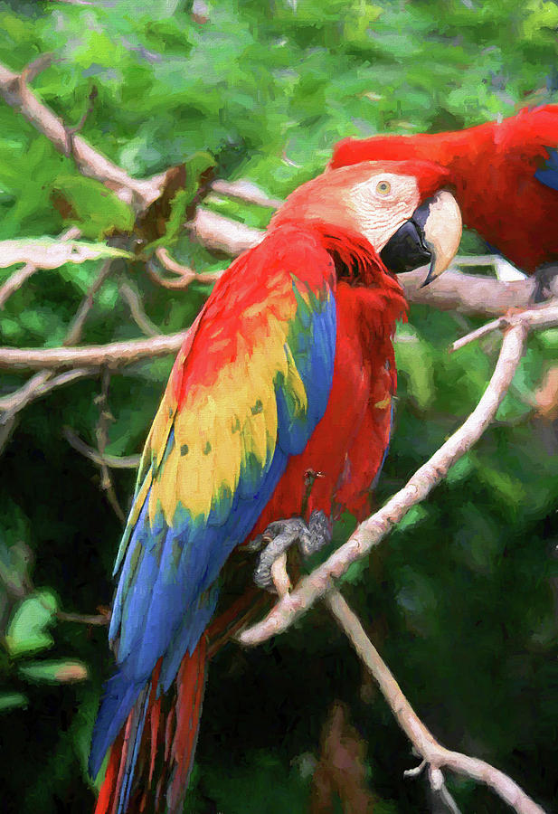 Colorful Macaw 2 Digital Art by Roy Pedersen