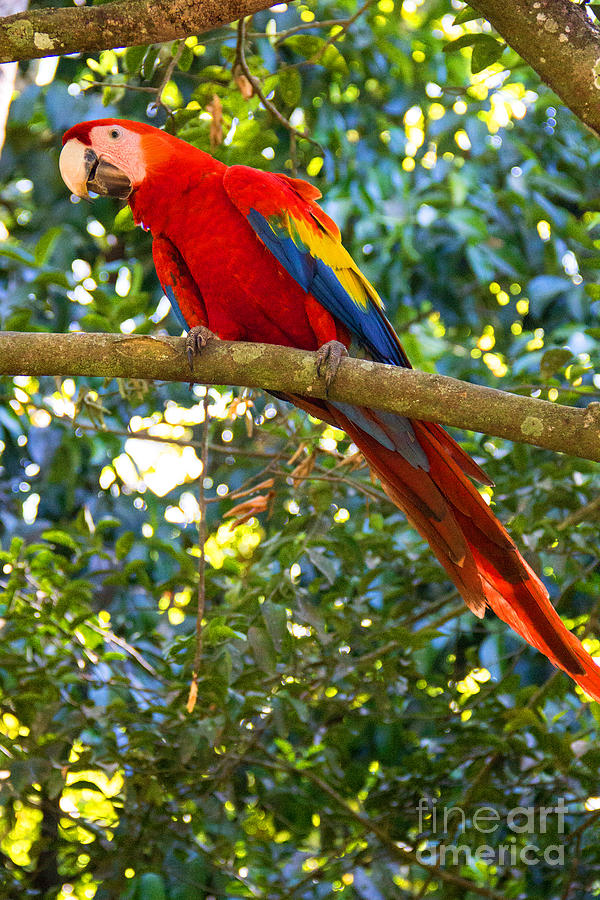 Colorful Macaw Photograph by Bob Hislop