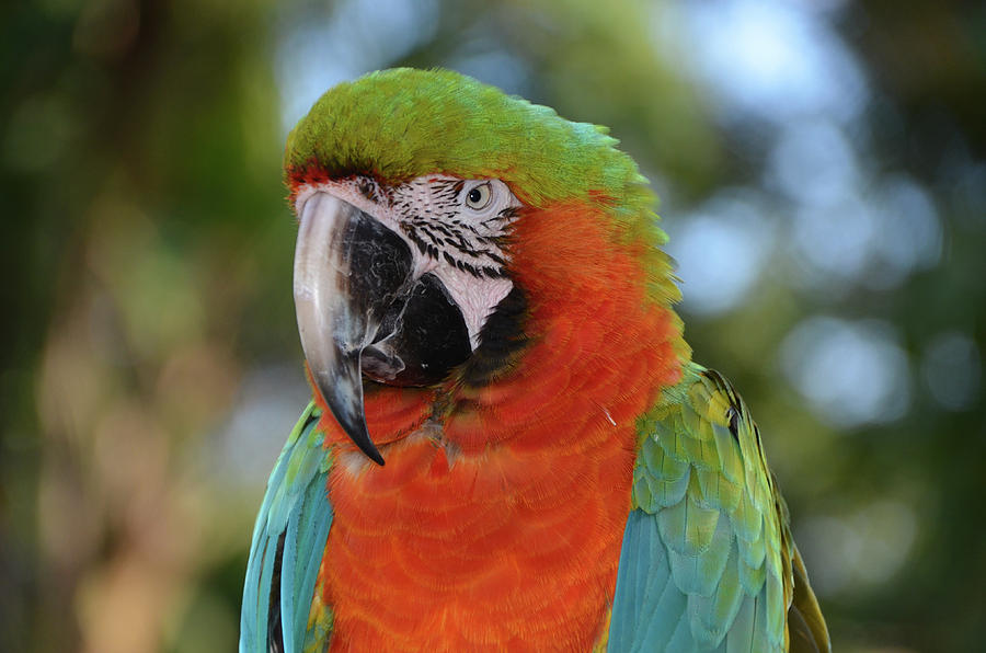 Macaw Photograph - Colorful Macaw Looking Left by Artful Imagery