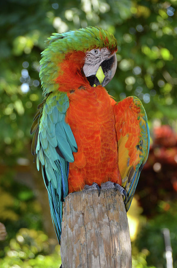 Colorful Macaw with Wings Spread Photograph by Artful Imagery