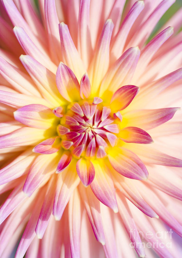 Colorful macro dahlia flower. Beauty in springtime Photograph by Jorgo Photography