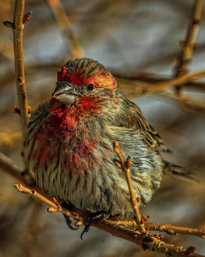 Colorful Male House Finch Photograph by Dale Kauzlaric