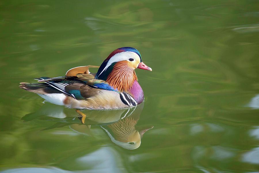 Colorful mandarin duck 3 Photograph by Lynn Hopwood
